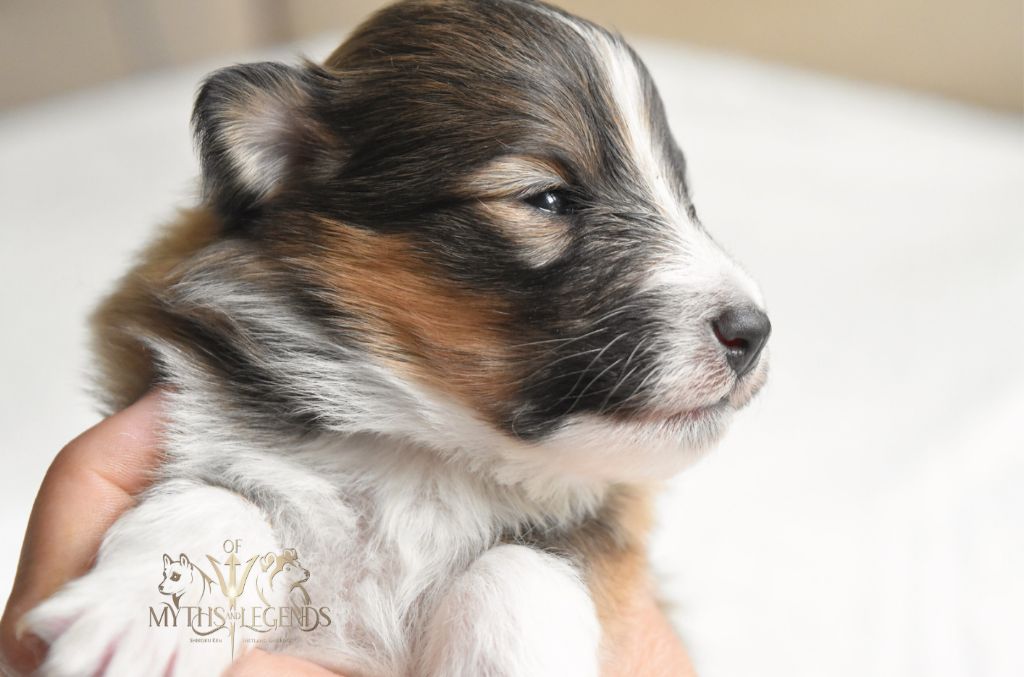 chiot Shetland Sheepdog Of Myths And Legends