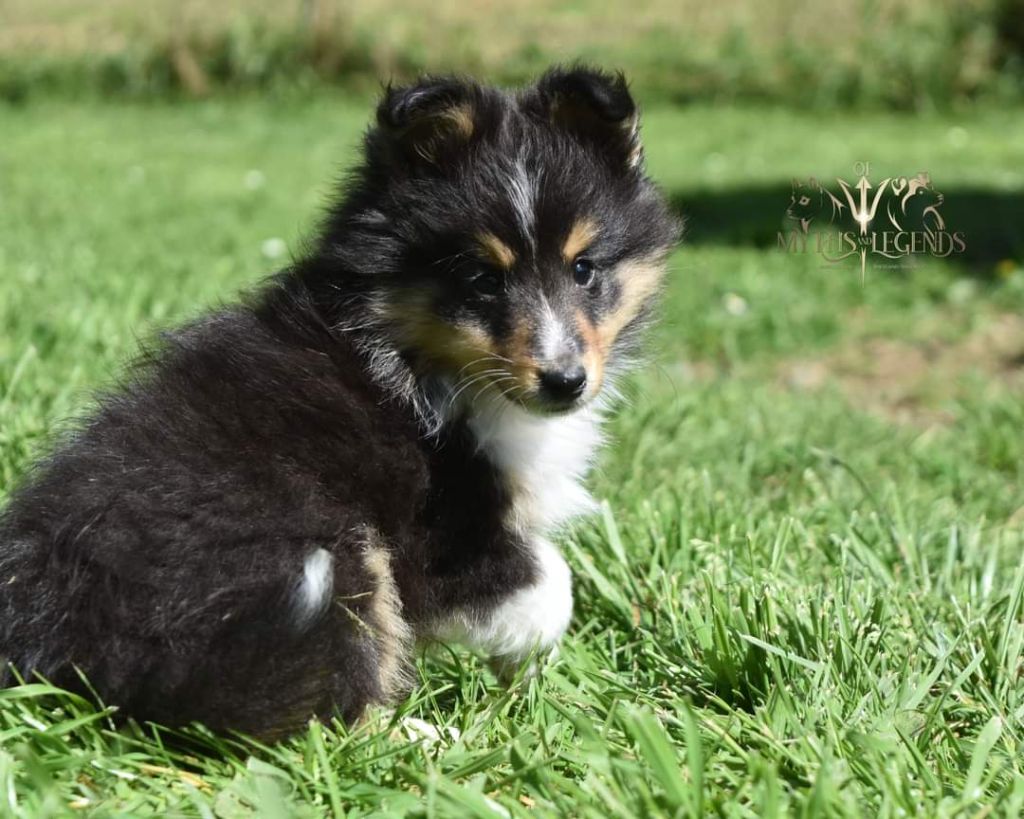 chiot Shetland Sheepdog Of Myths And Legends