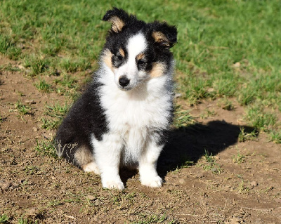 Of Myths And Legends - Shetland Sheepdog - Portée née le 13/01/2023