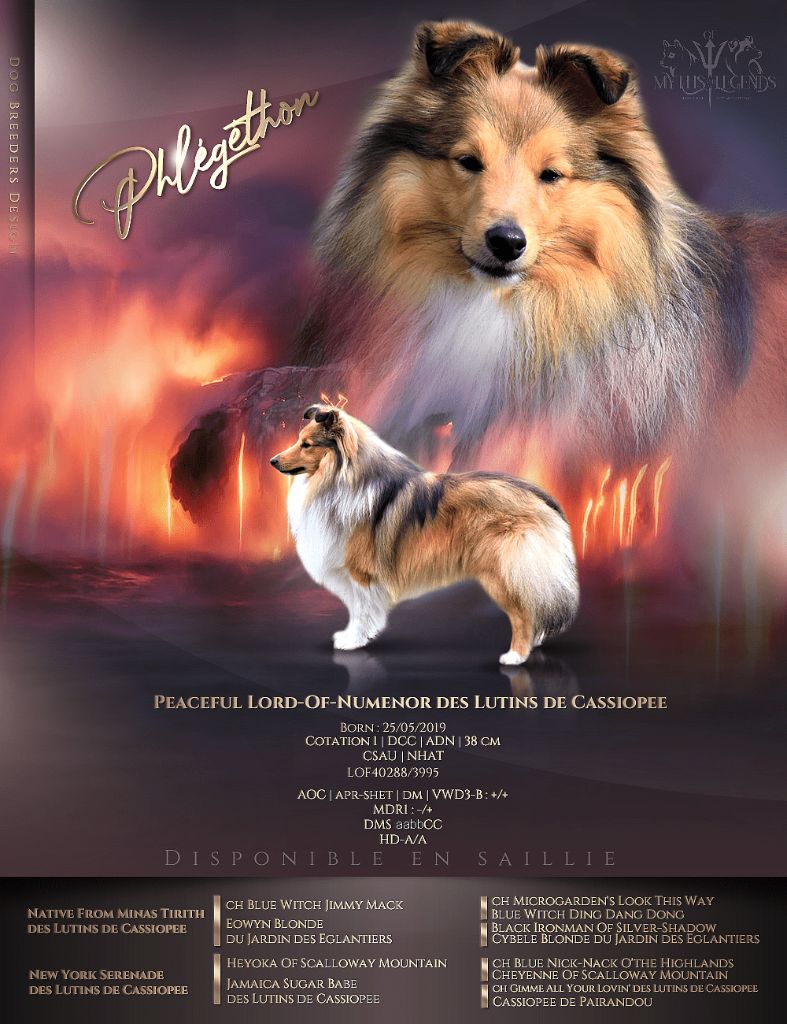 CH. Peaceful lord of numenor des lutins de Cassiopée