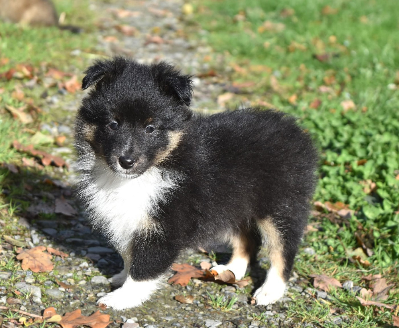 Of Myths And Legends - Chiots disponibles - Shetland Sheepdog