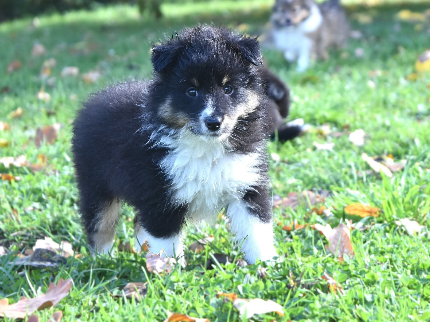 Of Myths And Legends - Chiots disponibles - Shetland Sheepdog