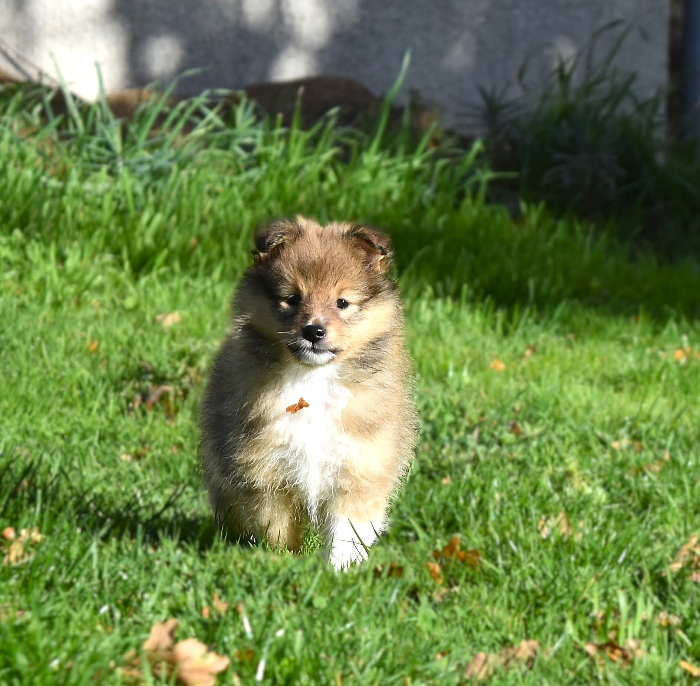 Of Myths And Legends - Chiots disponibles - Shetland Sheepdog