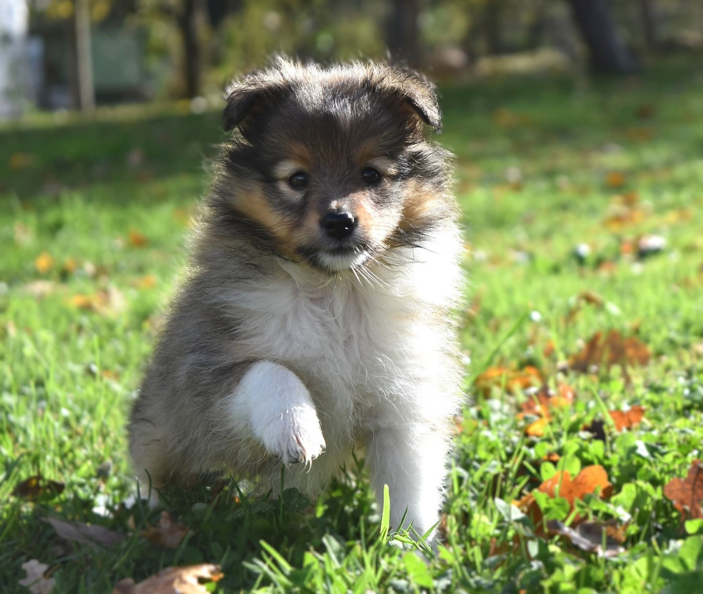 Of Myths And Legends - Shetland Sheepdog - Portée née le 21/09/2025