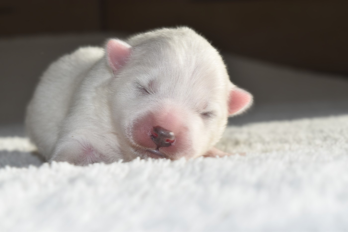 Of Myths And Legends - Chiots disponibles - Spitz japonais