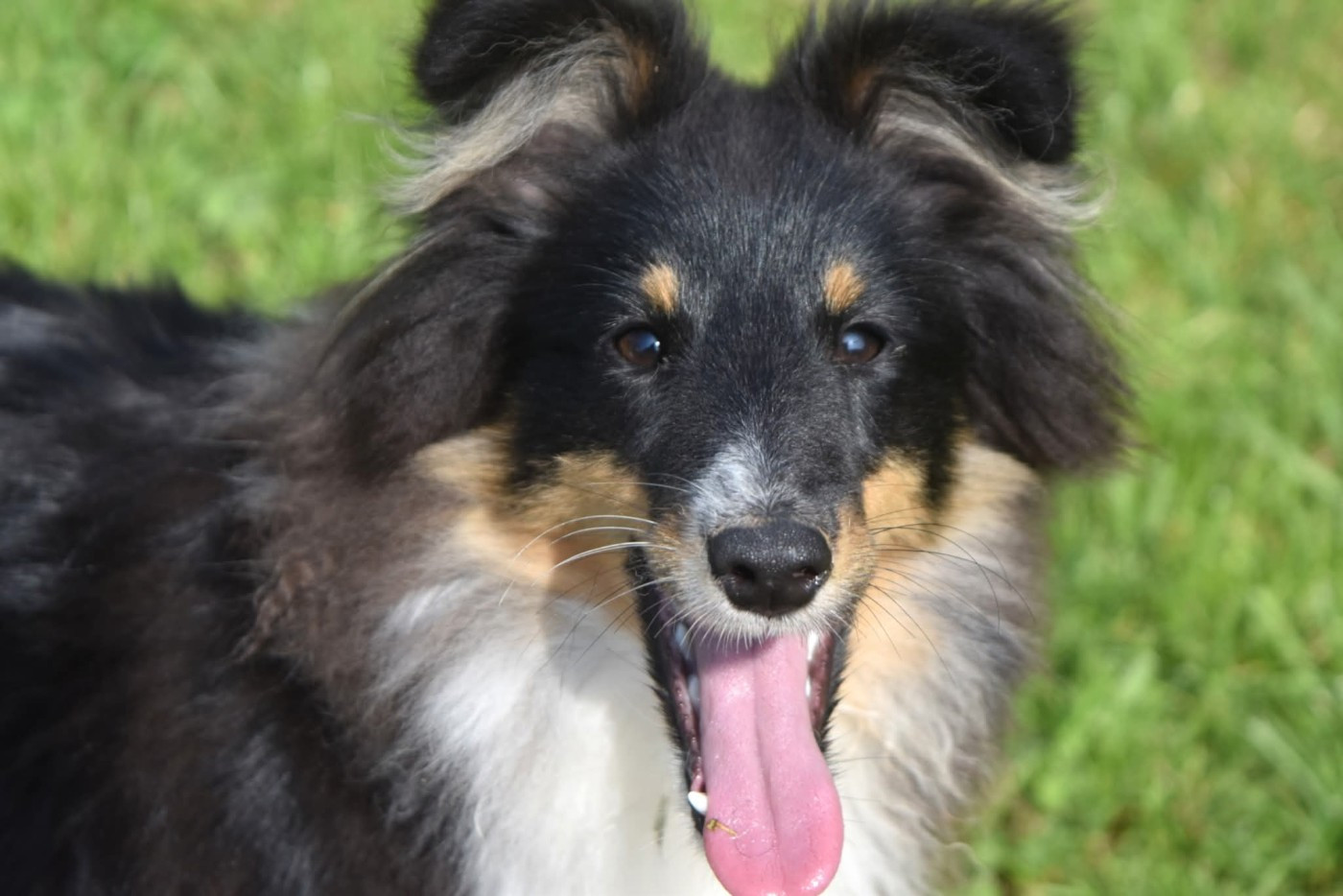 Of Myths And Legends - Chiots disponibles - Shetland Sheepdog