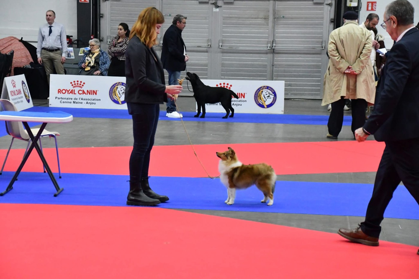 Of Myths And Legends - Chiots disponibles - Shetland Sheepdog