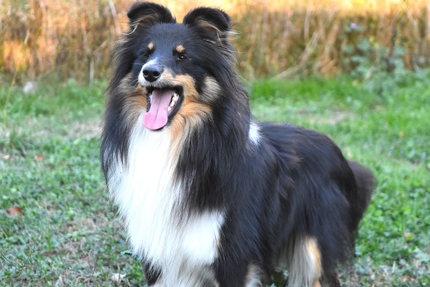 Of Myths And Legends - Chiots disponibles - Shetland Sheepdog
