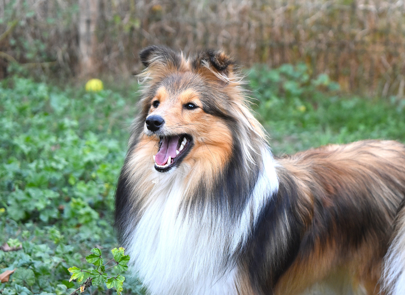 Of Myths And Legends - Chiots disponibles - Shetland Sheepdog