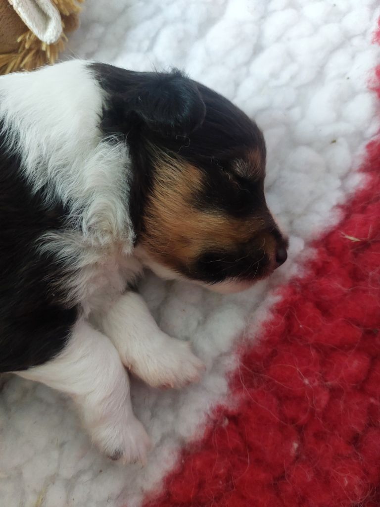 Of Myths And Legends - Chiots disponibles - Shetland Sheepdog